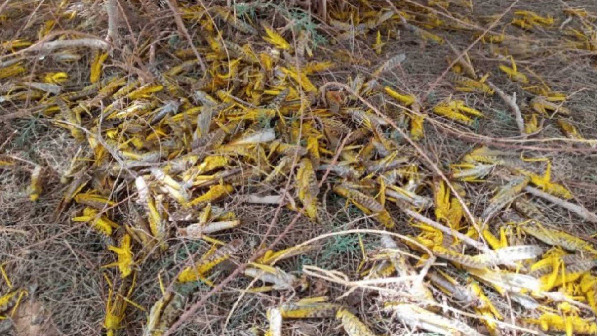 الجراد الصحراوي