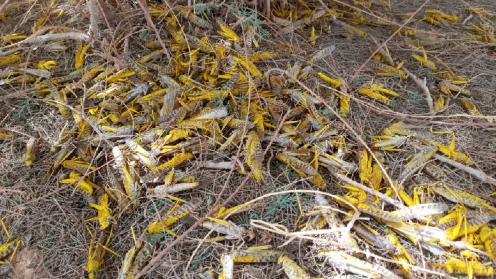 الجراد في الاردن