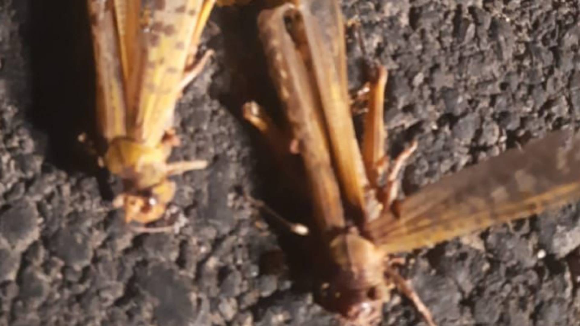 بلدية السلط تضع امكانياتها بتصرف زراعة البلقاء لمكافحة الجراد