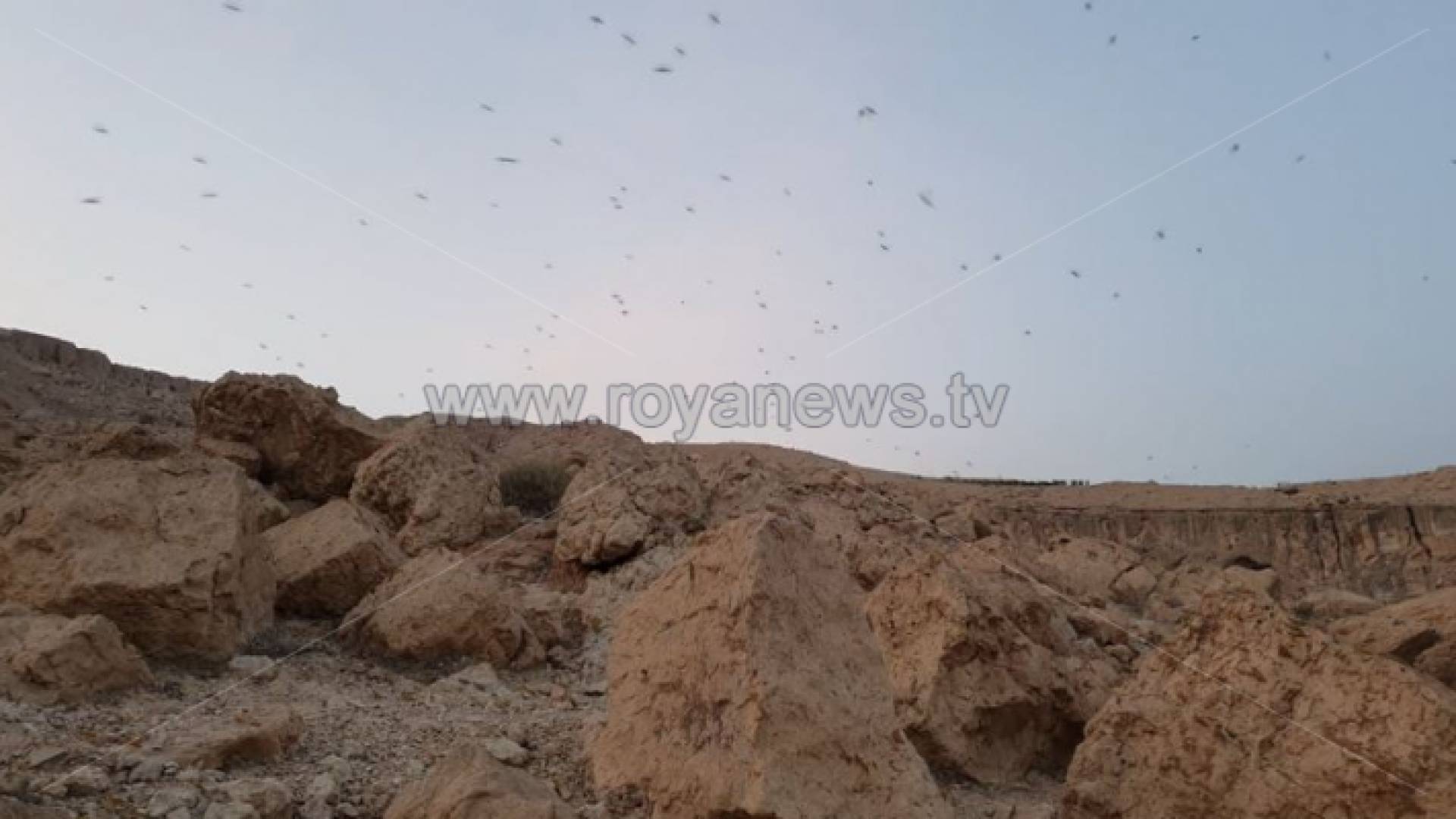 الصورة من الجراد في الطفيلة