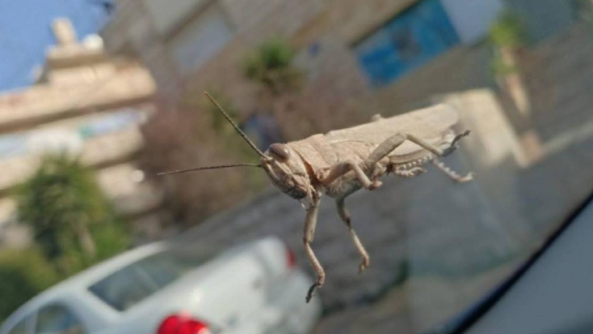 بلدية مادبا تضع امكانياتها بتصرف زراعة مادبا لمكافحة الجراد