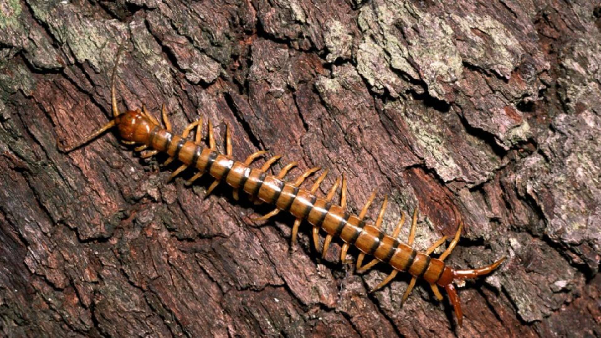 "أم أربعة وأربعين"