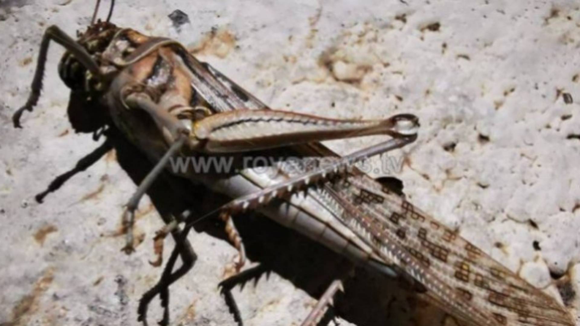 مزارعون في لواء الجيزة يشتكون من انتشار الجراد