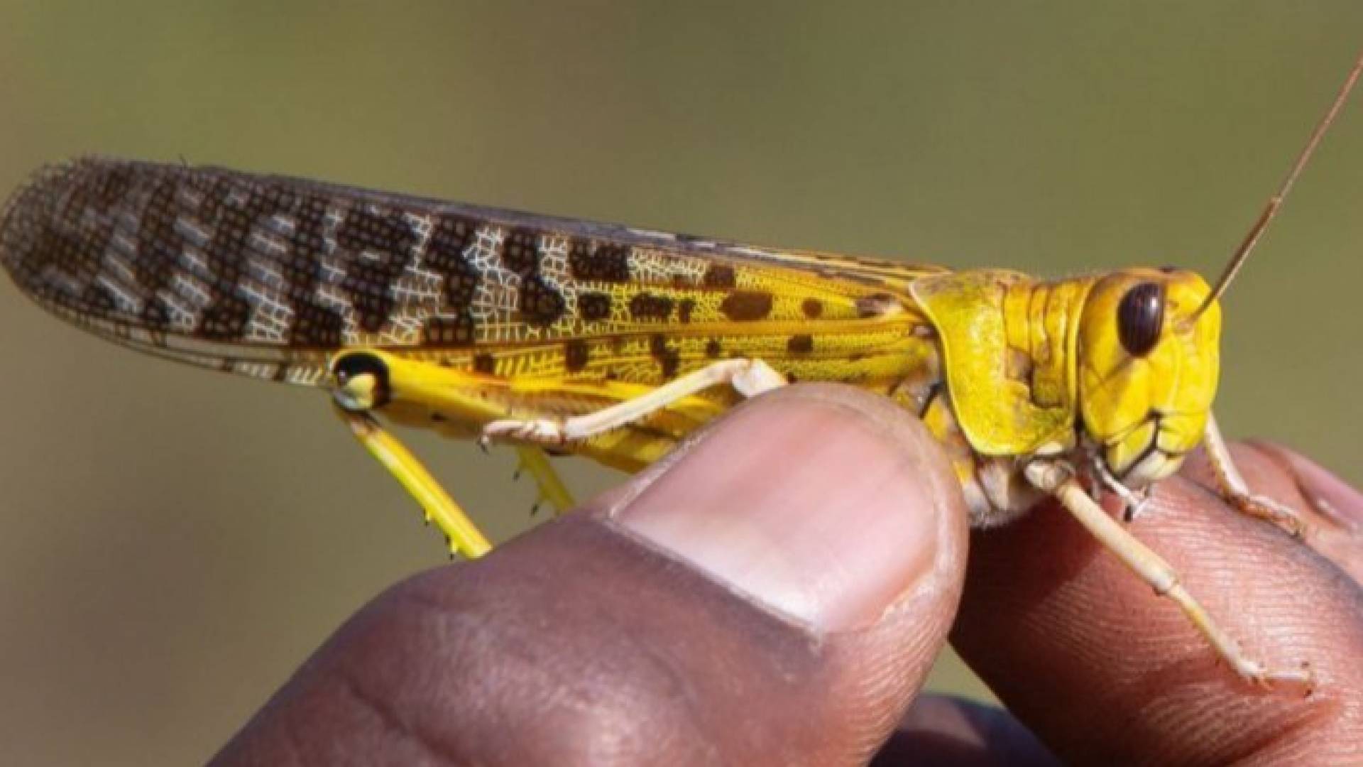 الجراد الصحراوي