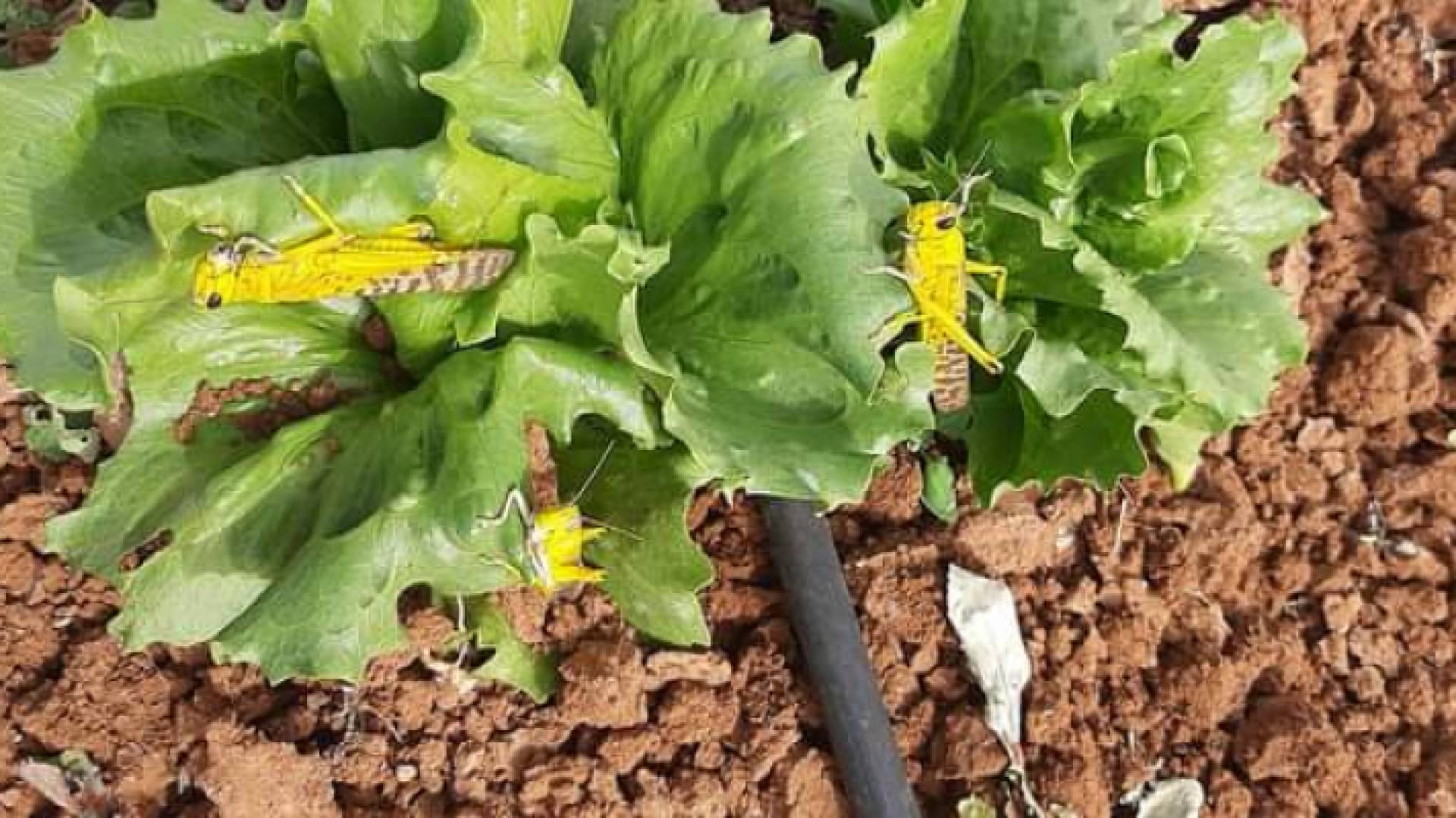 الجراد هاجم مناطق زراعية عديدة في الأردن