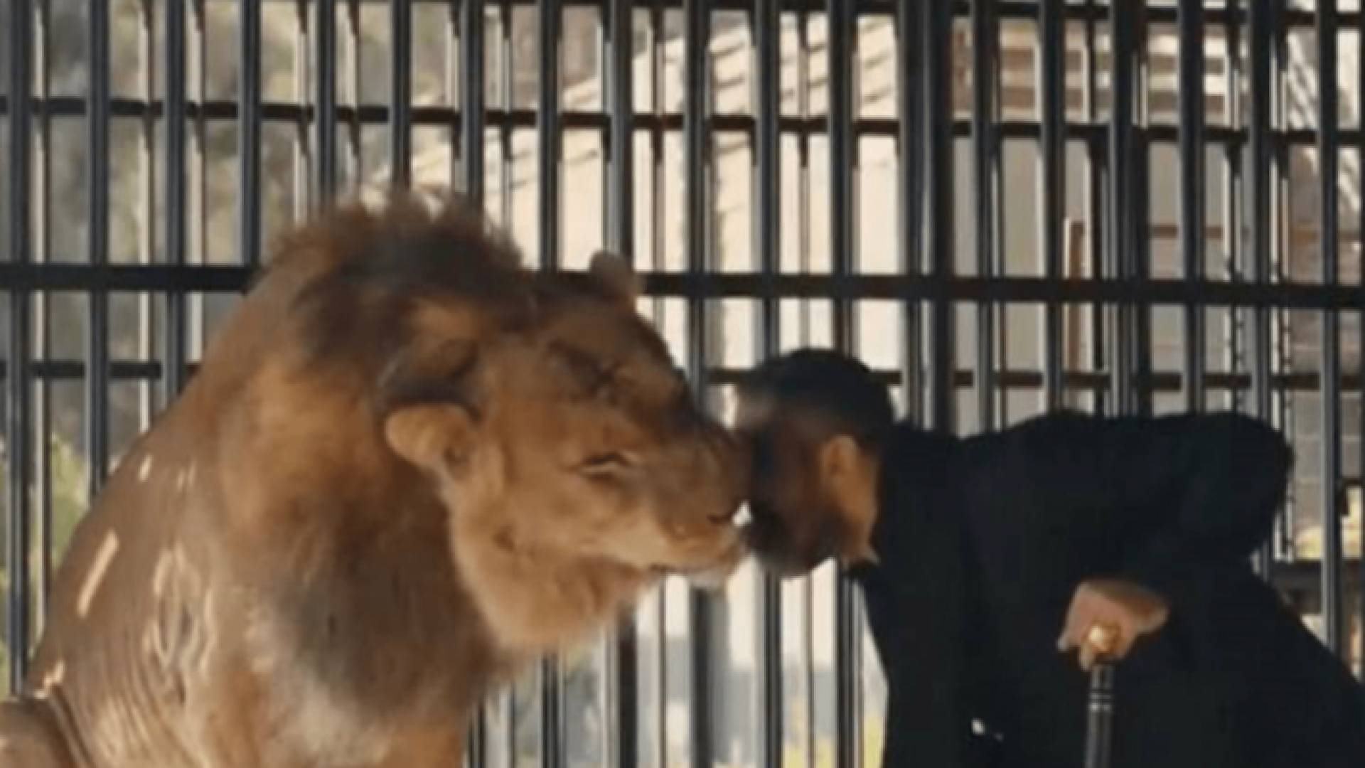 المشهد المخيف.. كيف تعامل أمير كرارة مع أسد "نسل الأغراب"؟