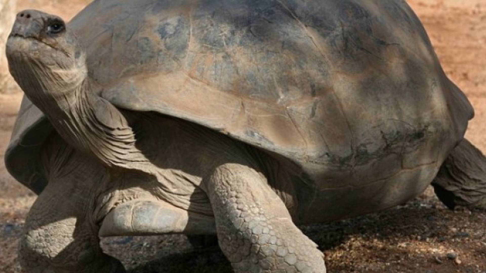 سلحفاة - تعبيرية