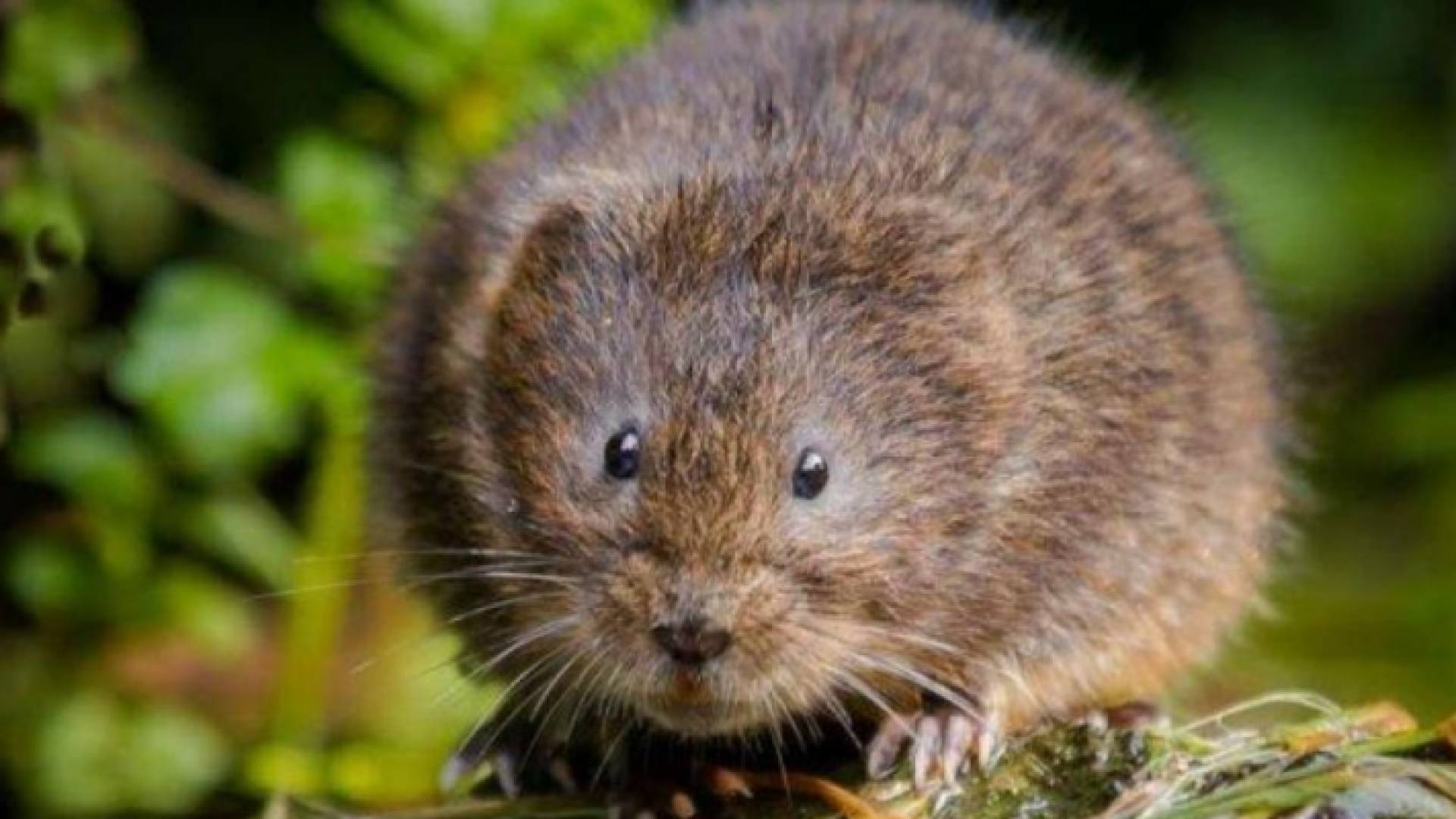 فأر عملاق - تعبيرية