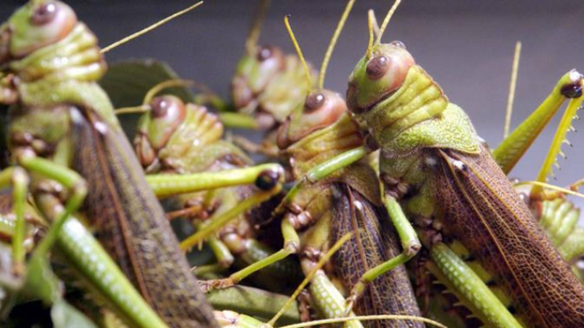 حشرة الجراد