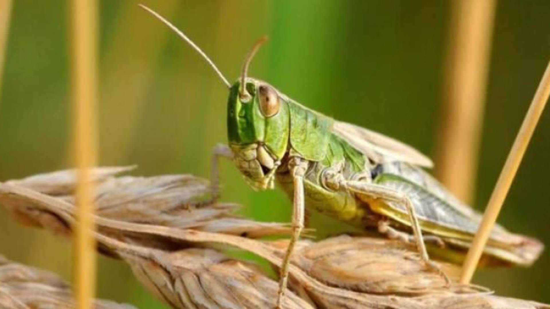 حشرة الجراد