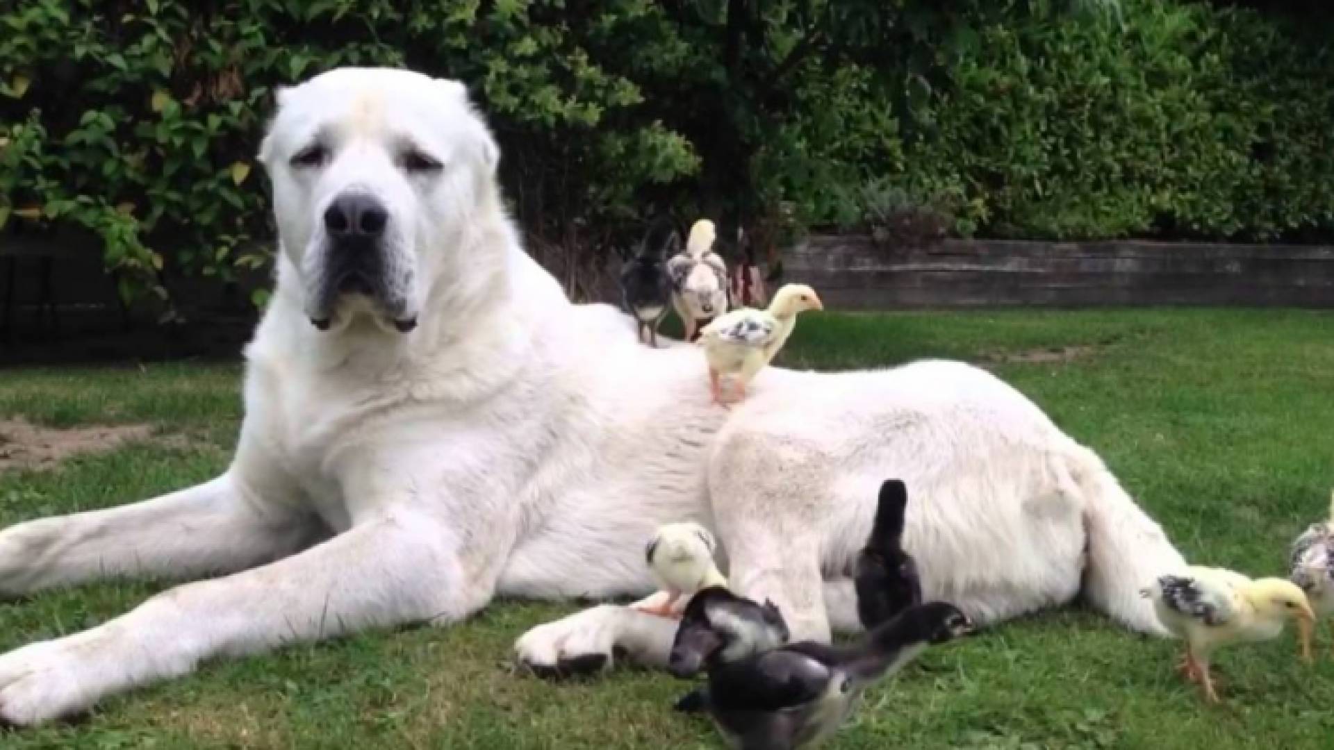 كلب ألاباي (أرشيف)