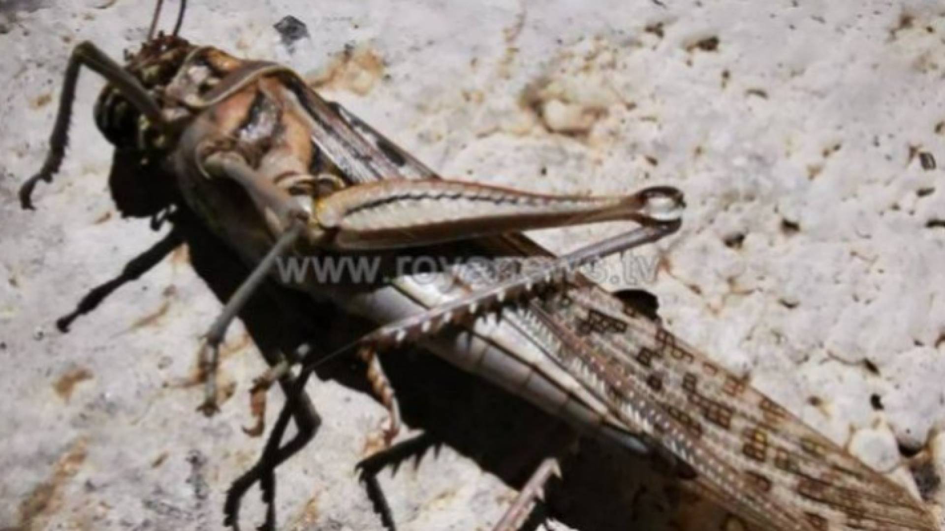 الجراد الصحراوي