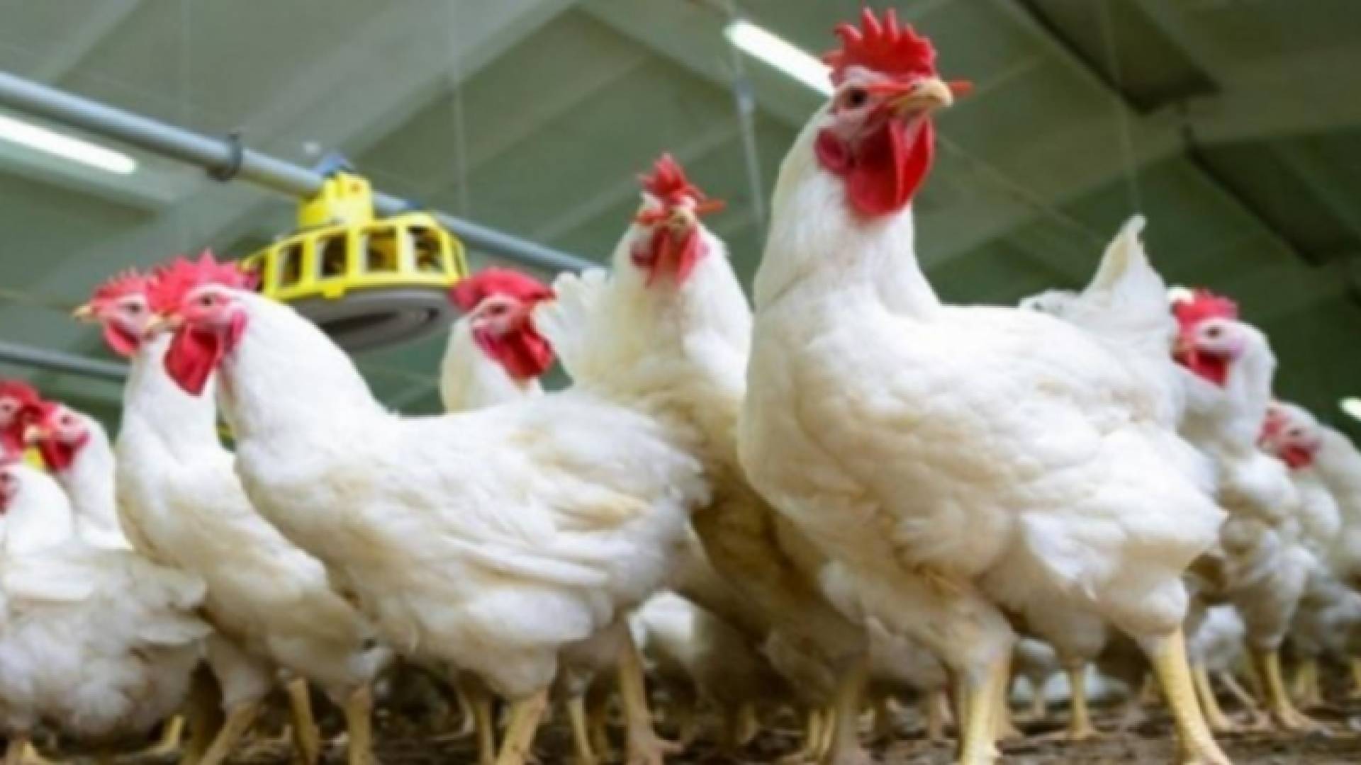 دجاج نتافات