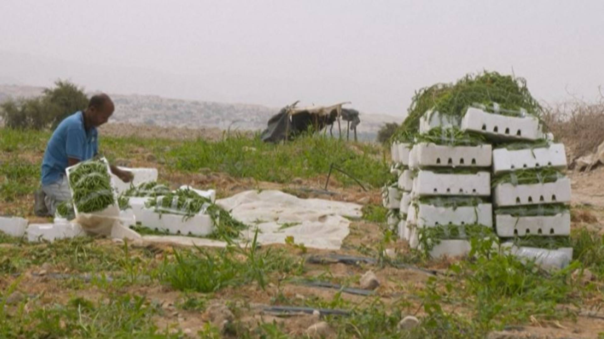 "شبح الجفاف يظهر في الأغوار.. الزرع والثمار تحت وطأة العطش والحرارة في ارتفاع"