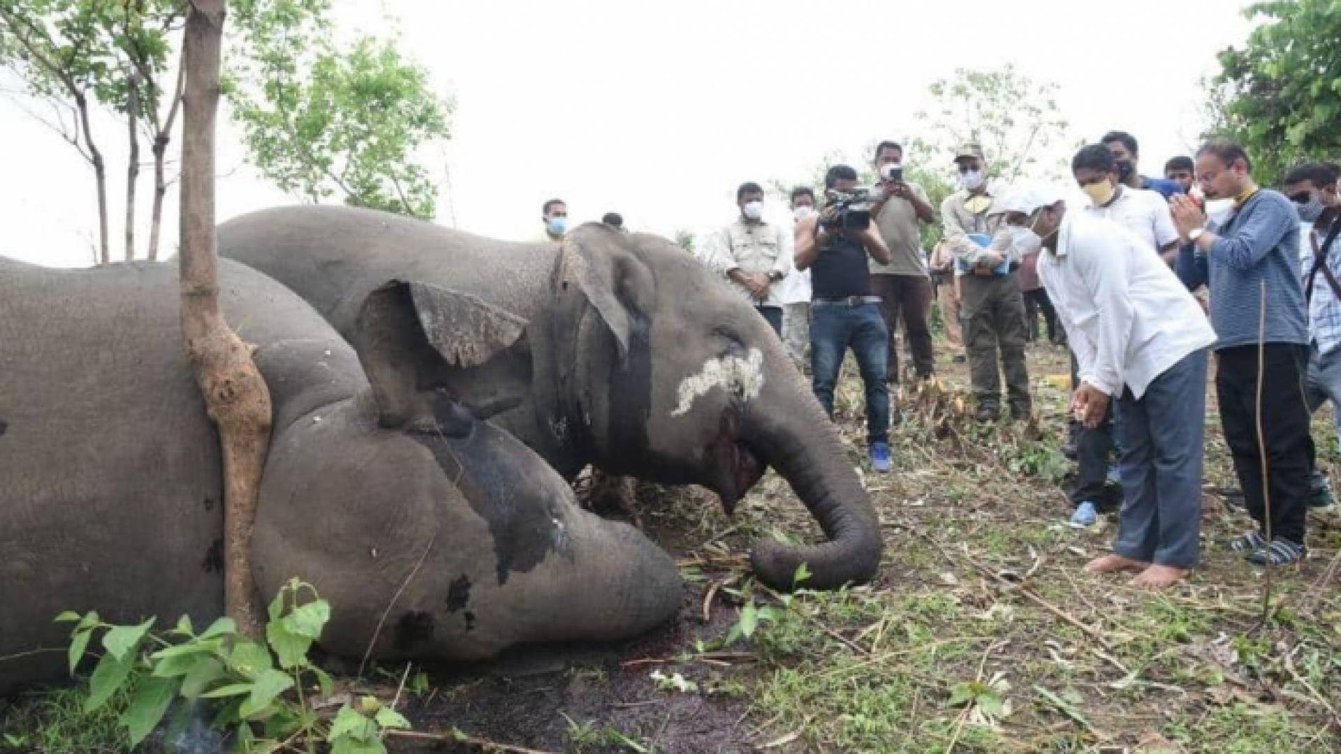 فيل نافق بعد تعرضه لصاعقة برق