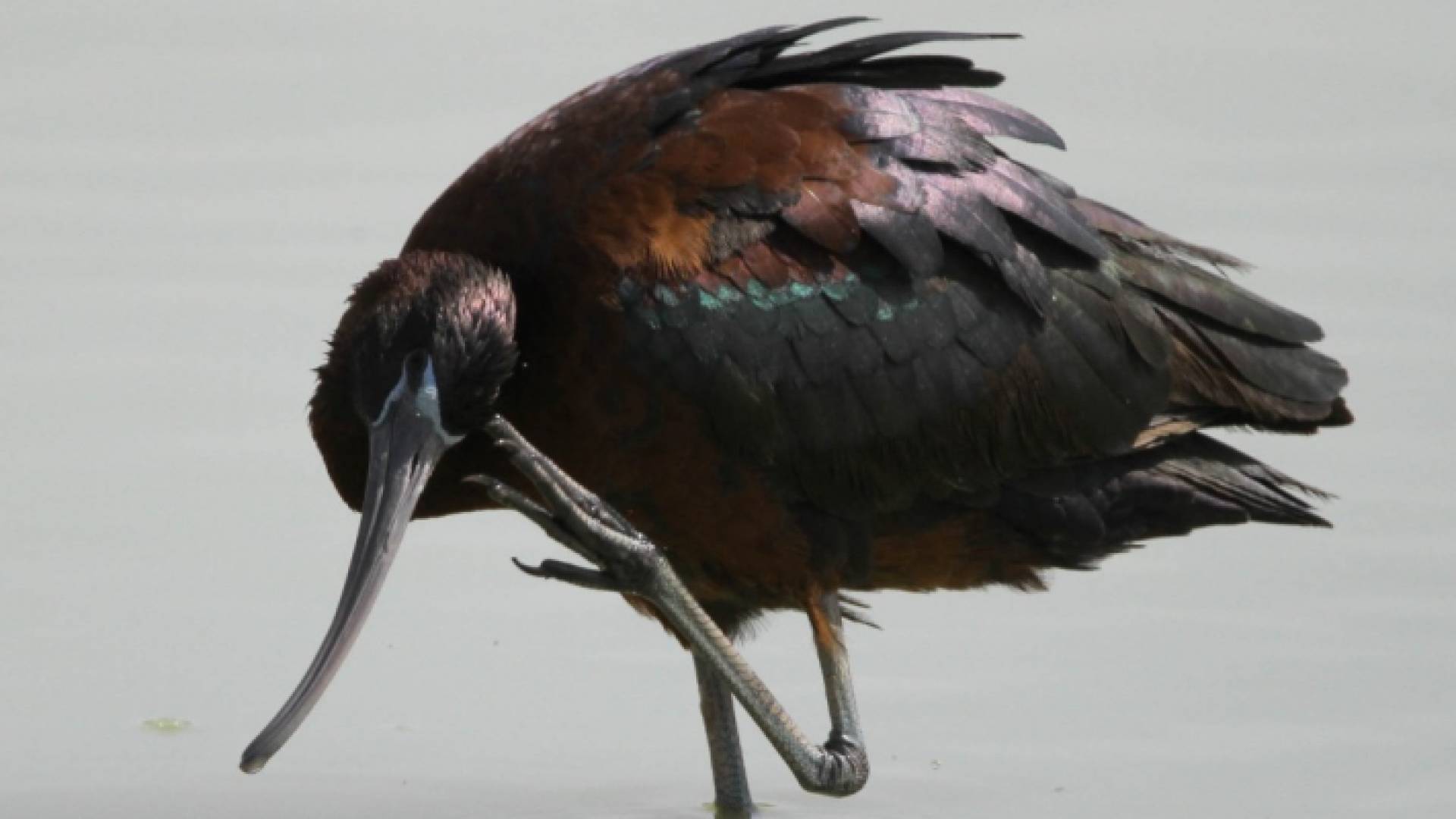 تسجيل طيور نادرة في مرصد طيور العقبة