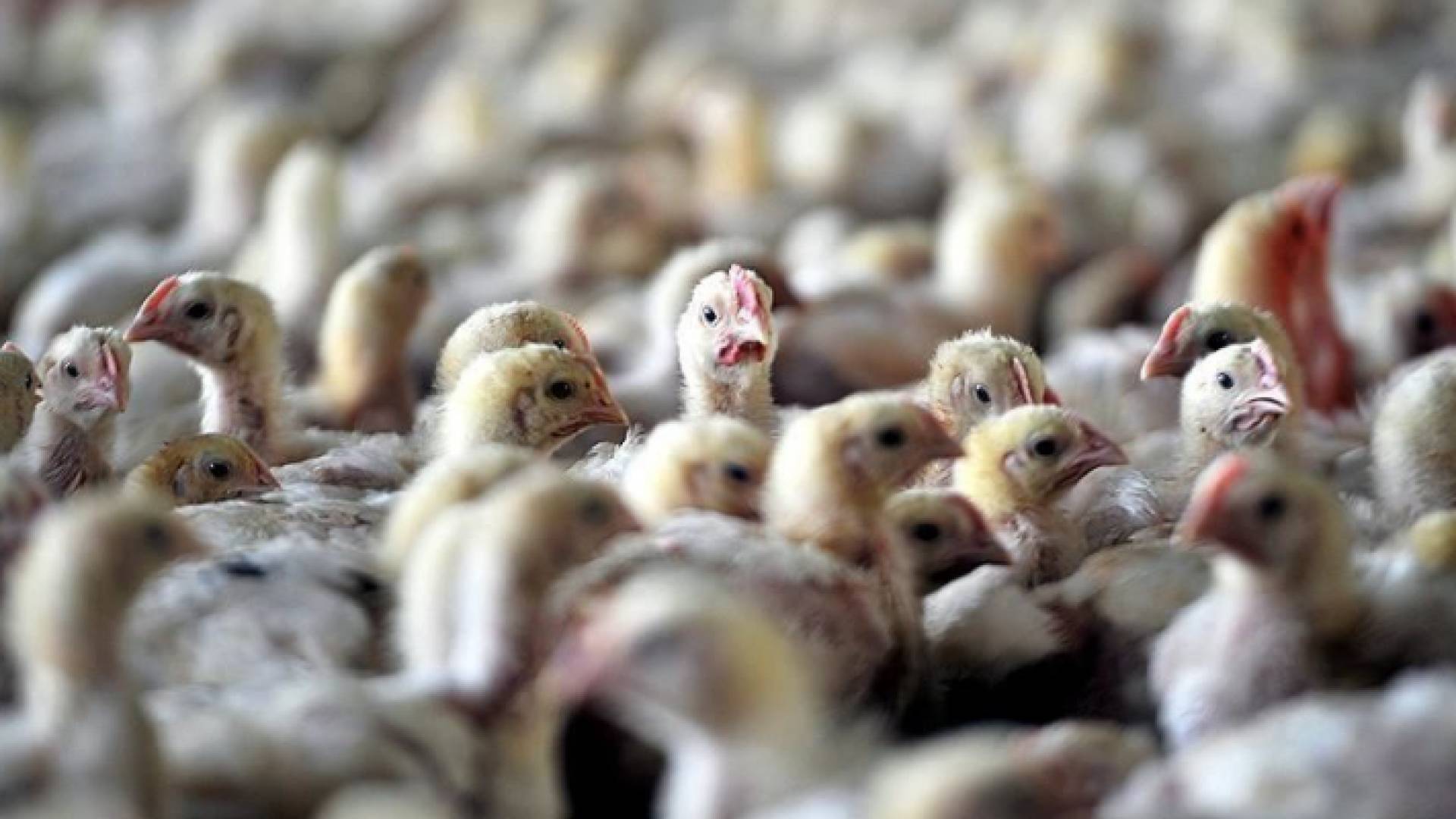 طيور مصابة بفيروس "إتش 5 إن 8"