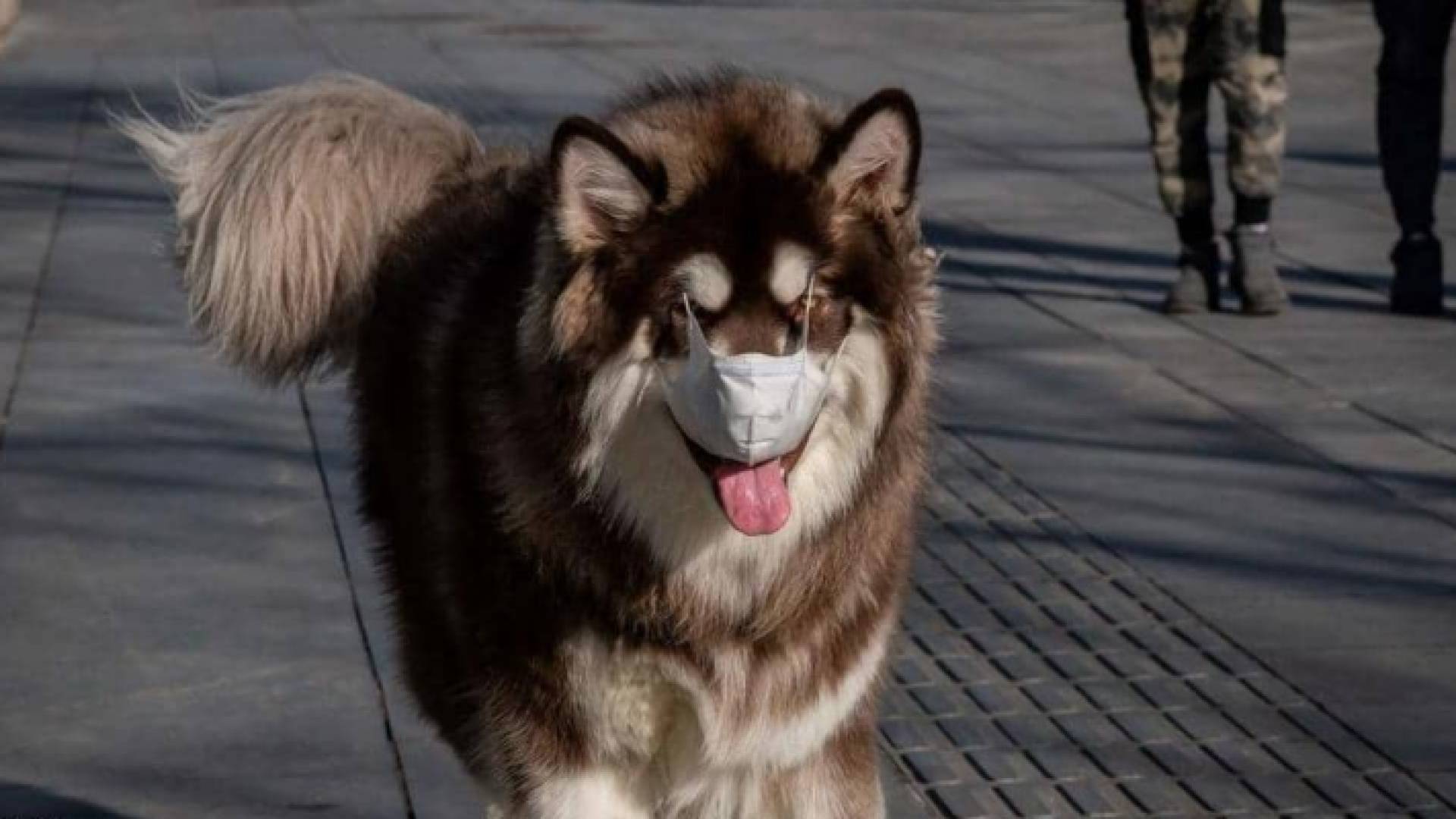 الكلاب يمكن أن تحمل الفيروس على أطرافها