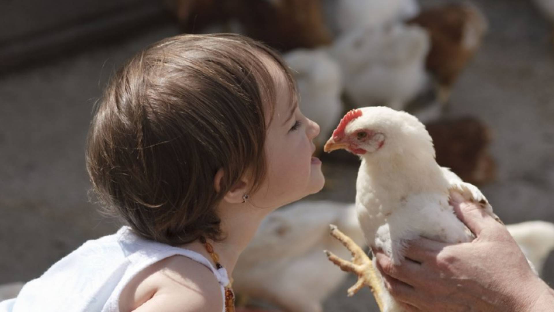 فتاة تداعب دجاجة