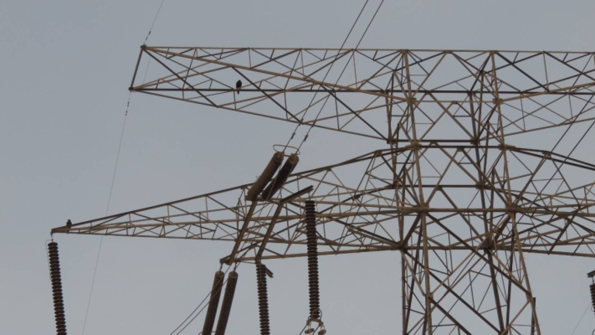 طائر يقف على عمود كهرباء