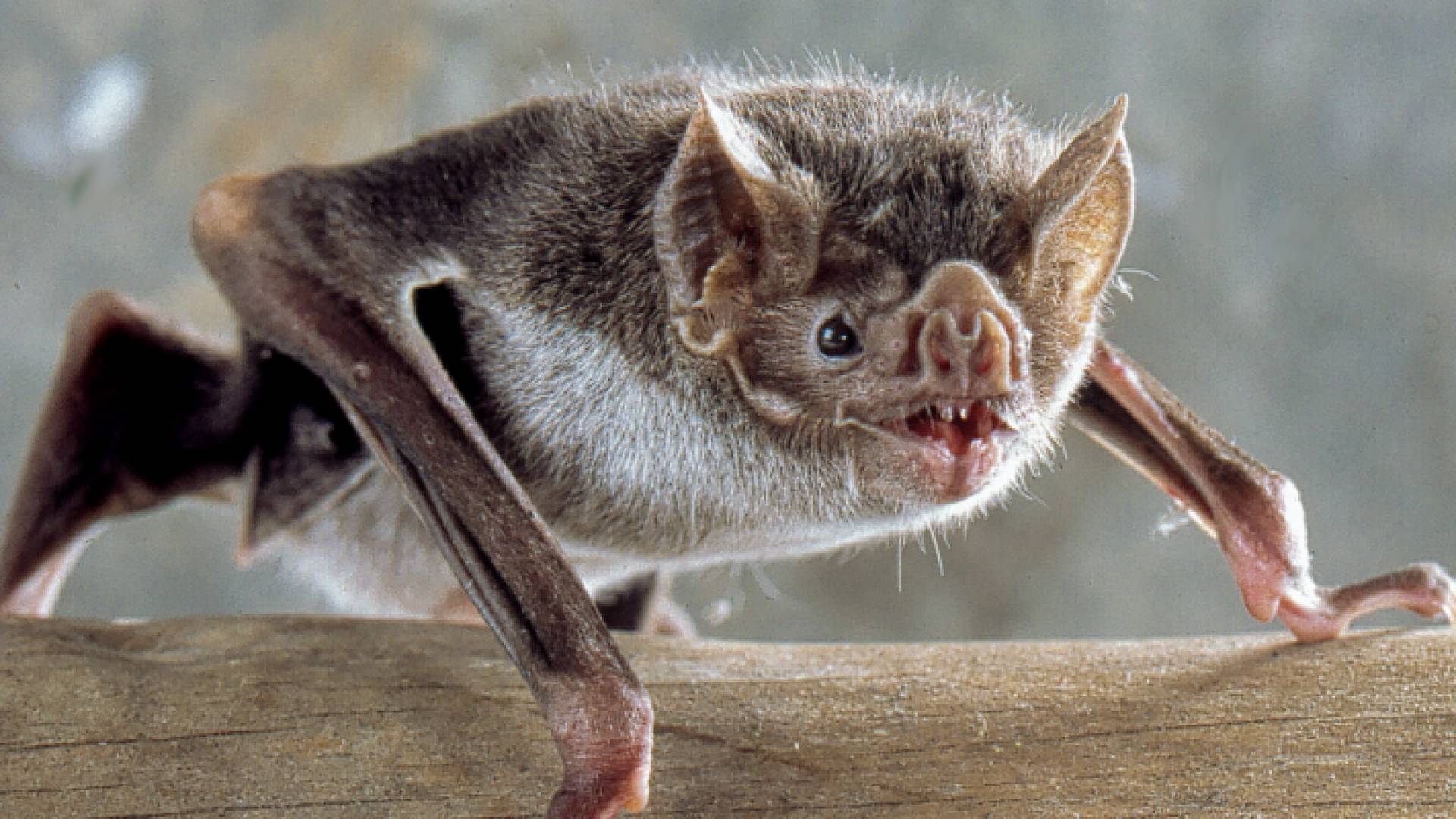 السيناريو الأكثر ترجيحا هو أن يكون الفيروس انتقل من الخفافيش إلى البشر