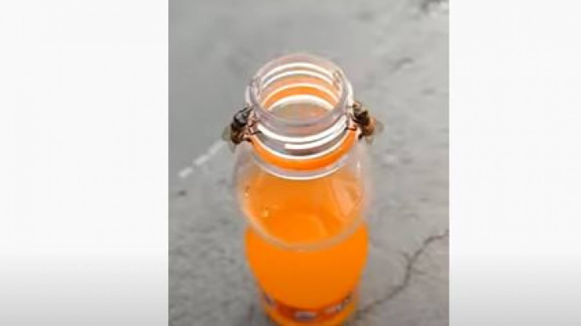 زوج من النحل يعملان معا لفتح زجاجة عصير