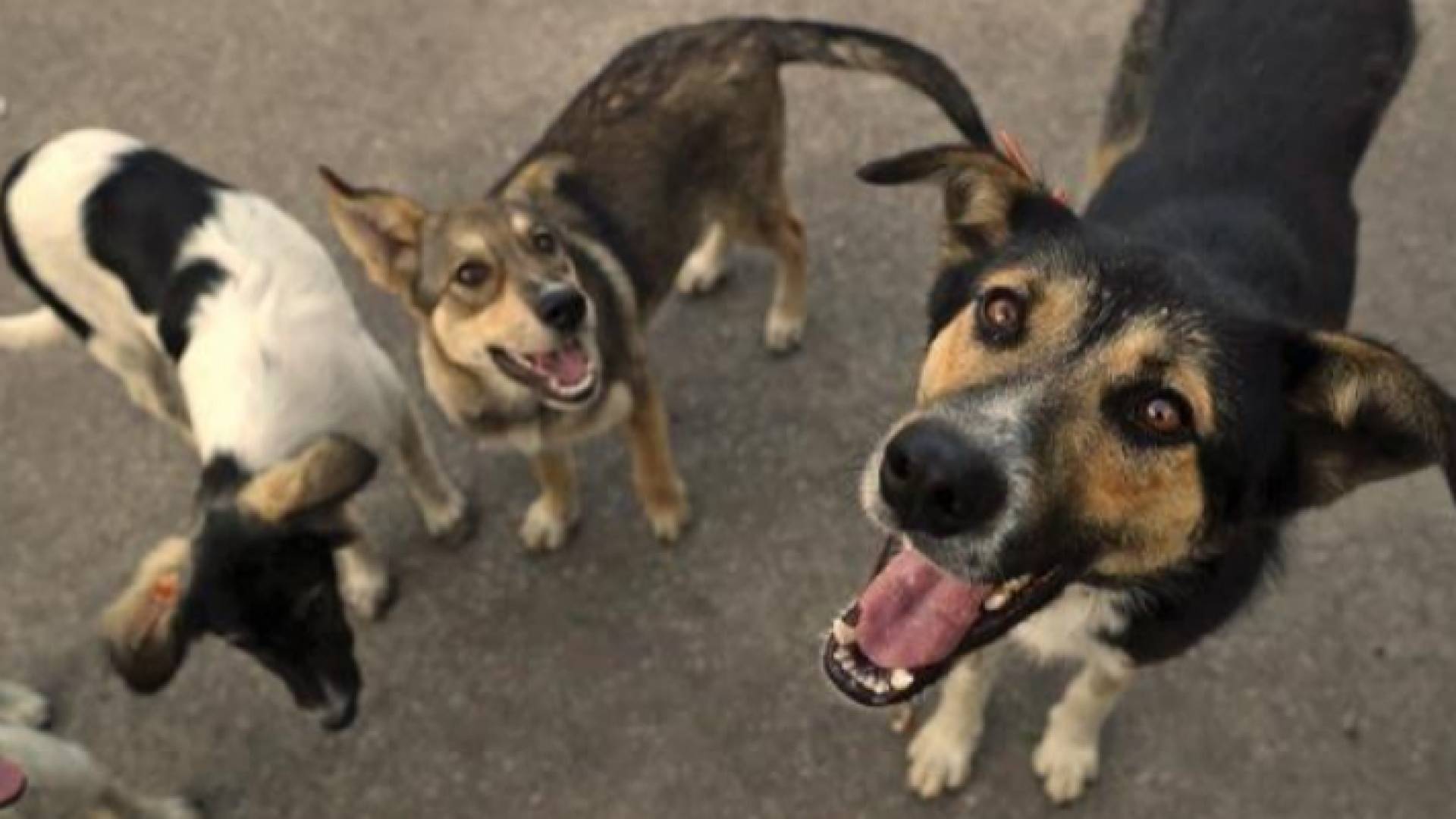 كلاب - تعبيرية