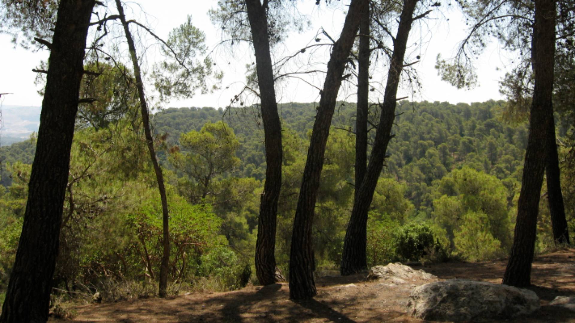 أحراش جرش - الصورة ارشيفية