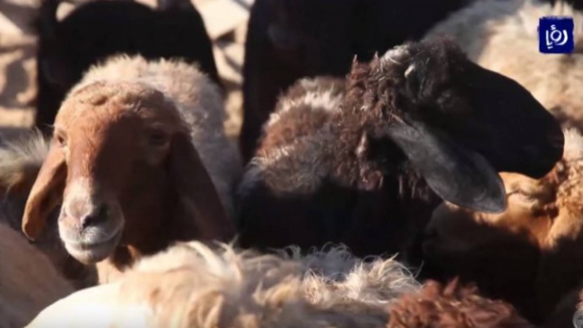 اغنام - تعبيرية