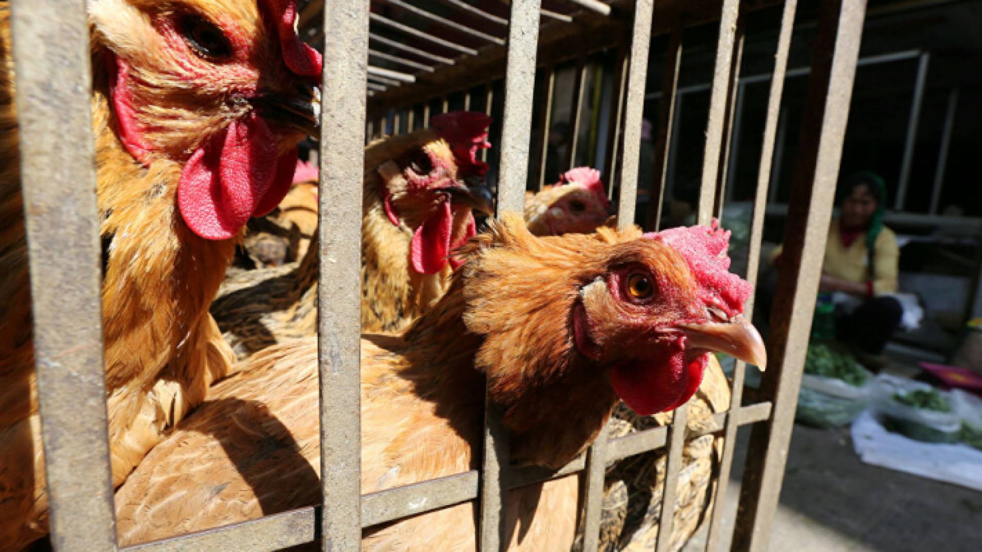 لم يتم الإبلاغ عن أي حالة إصابة بشرية بالسلالة في العالم من قبل