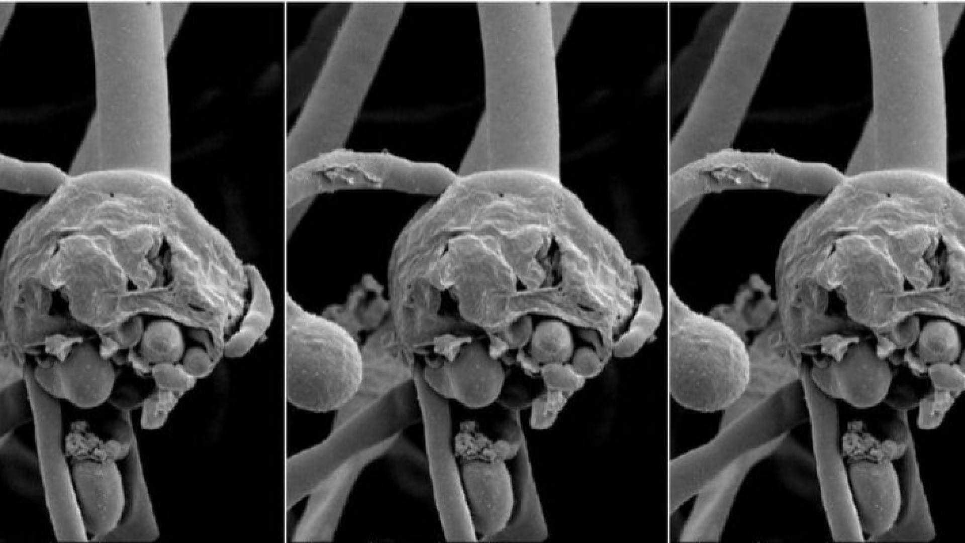الفطر الأسود - تعبيرية