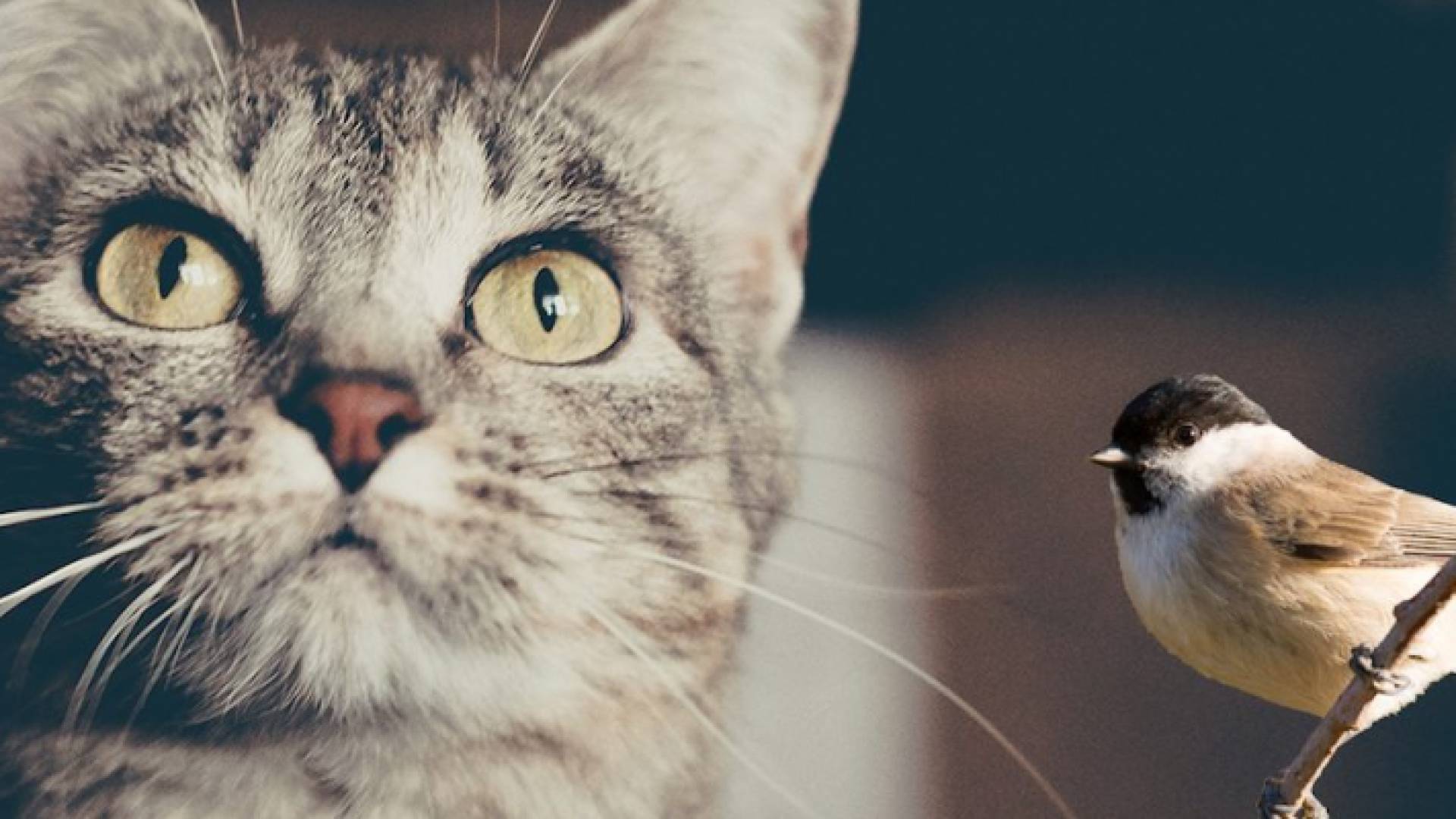 الصورة تعبيرية