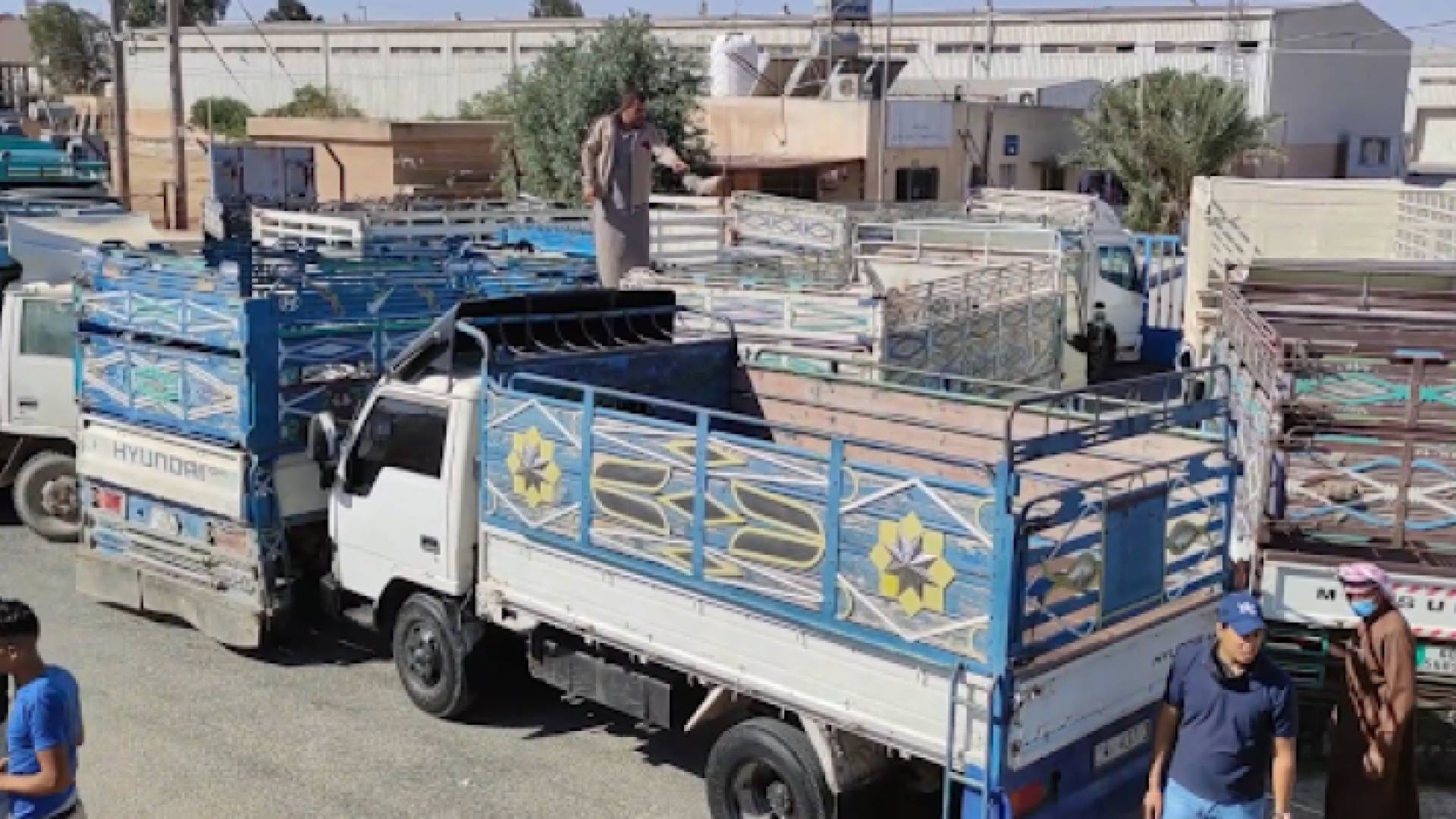 عدد من مربي الثروة الحيوانية في محافظة المفرق ينتظرون دورهم للحصول على الأعلاف