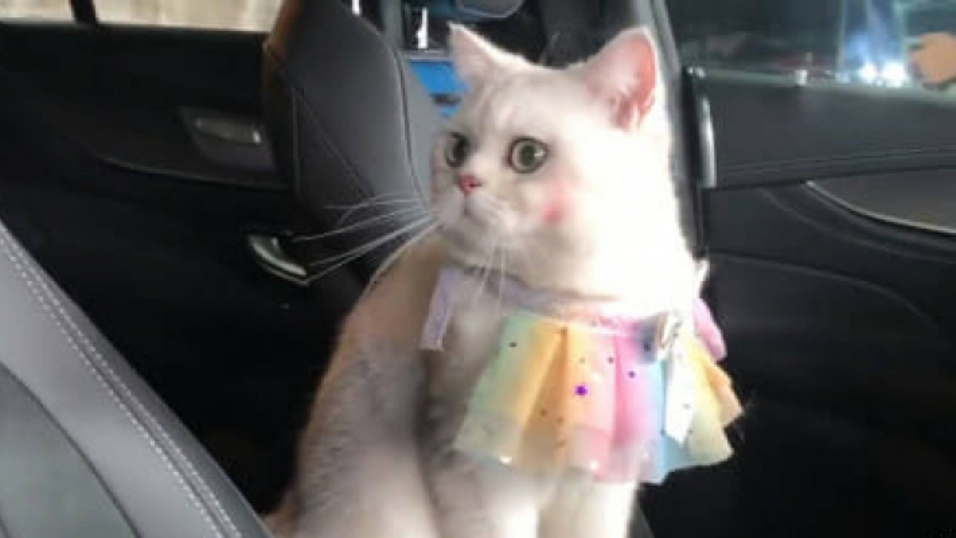 القطة "ماو ماو" الصينية