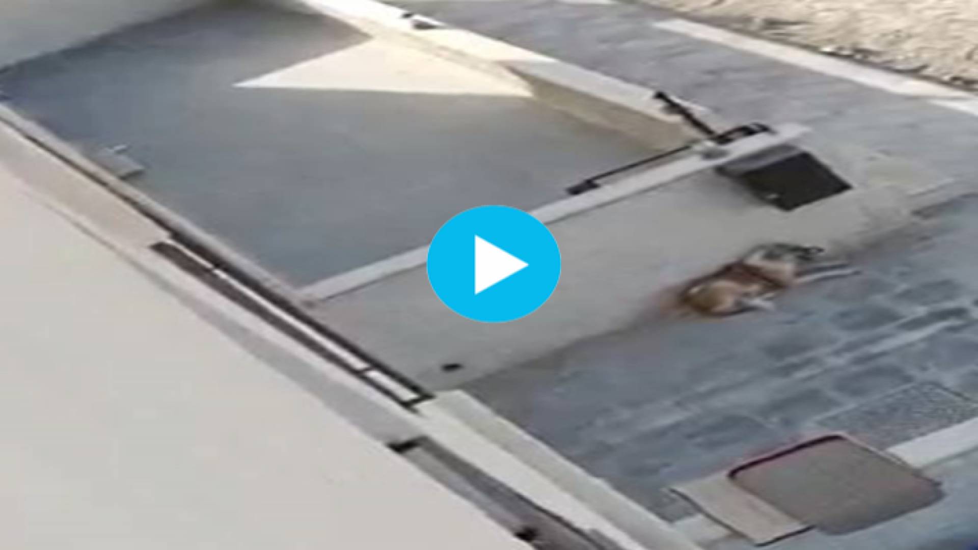 الكلب الذي تم اطلاق النار عليه