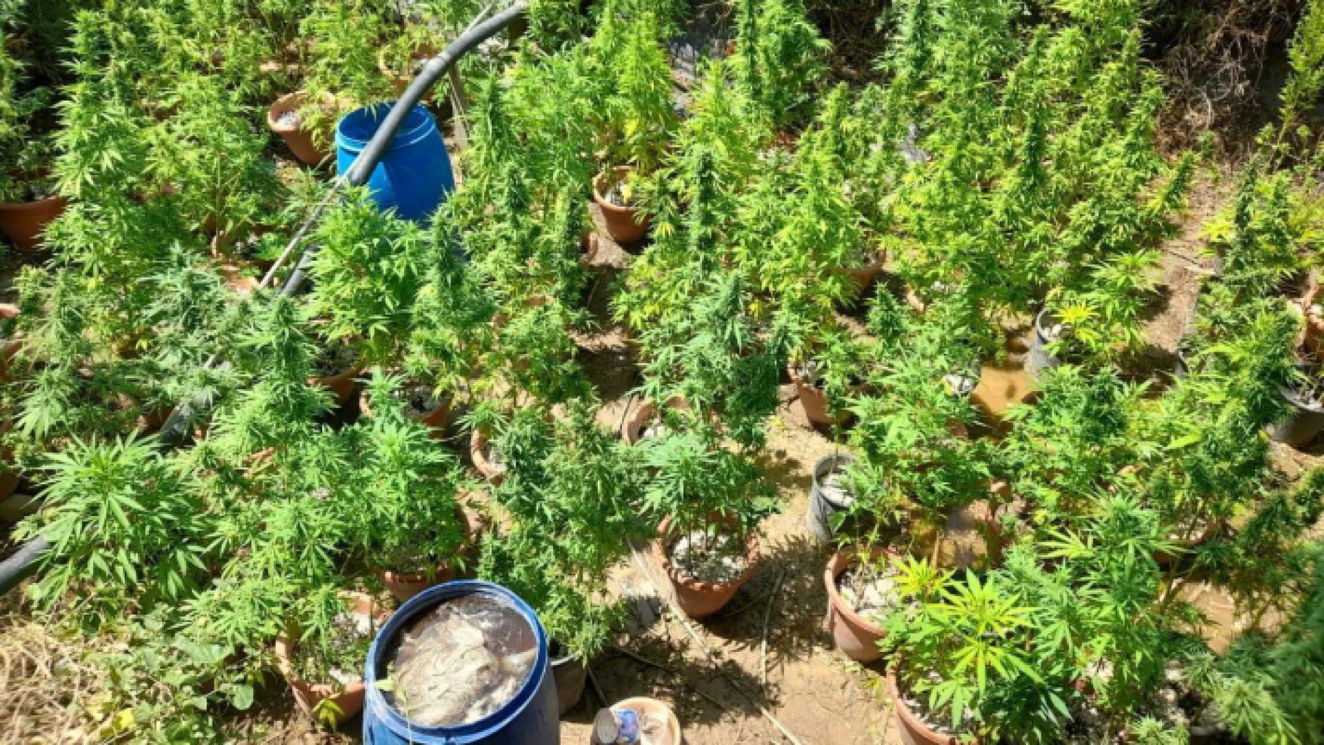 جانب من المضبوطات