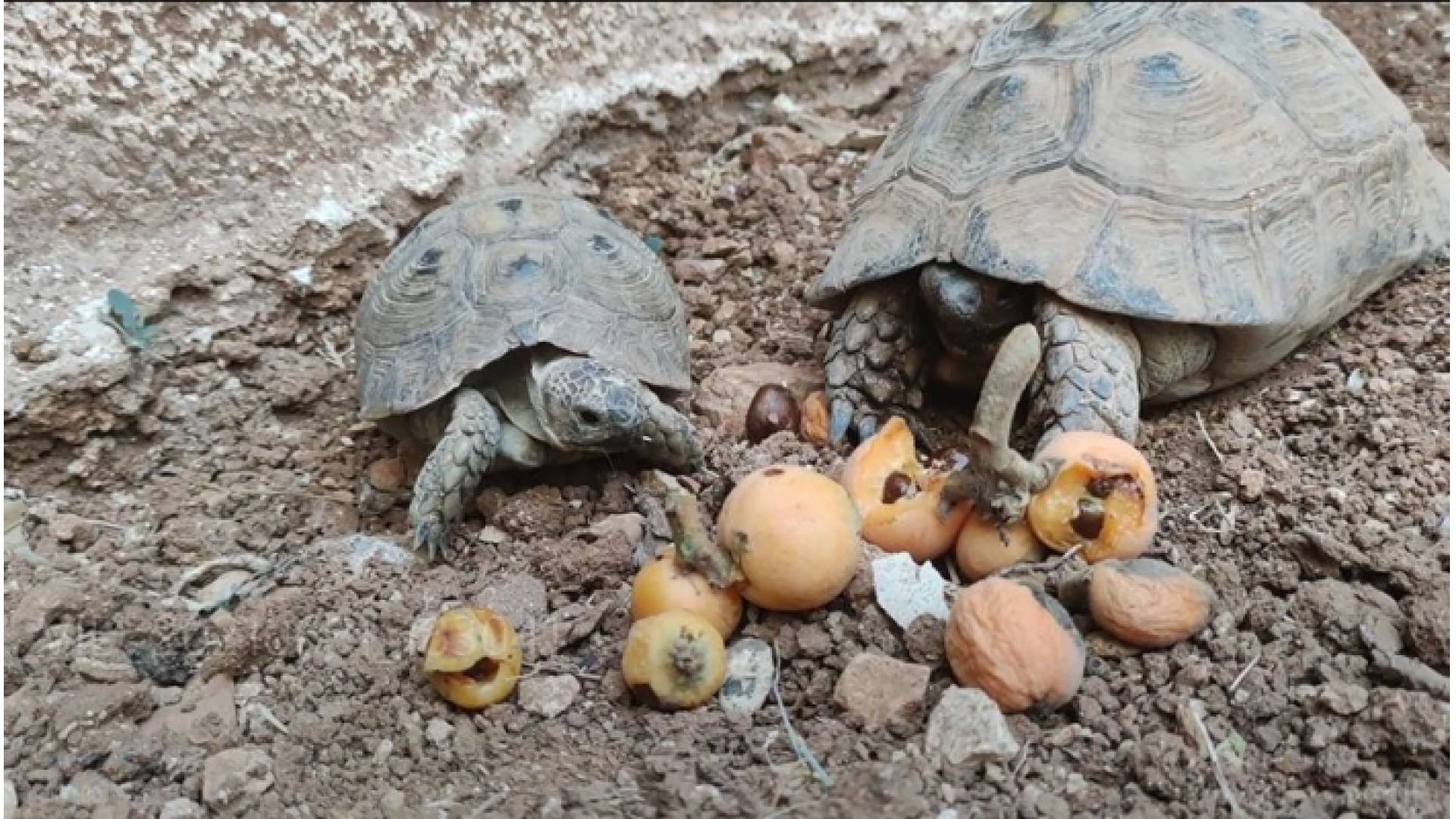 "جلب الحظ".. سيدة أردنية تربي السلاحف منذ قرابة 4 عقود