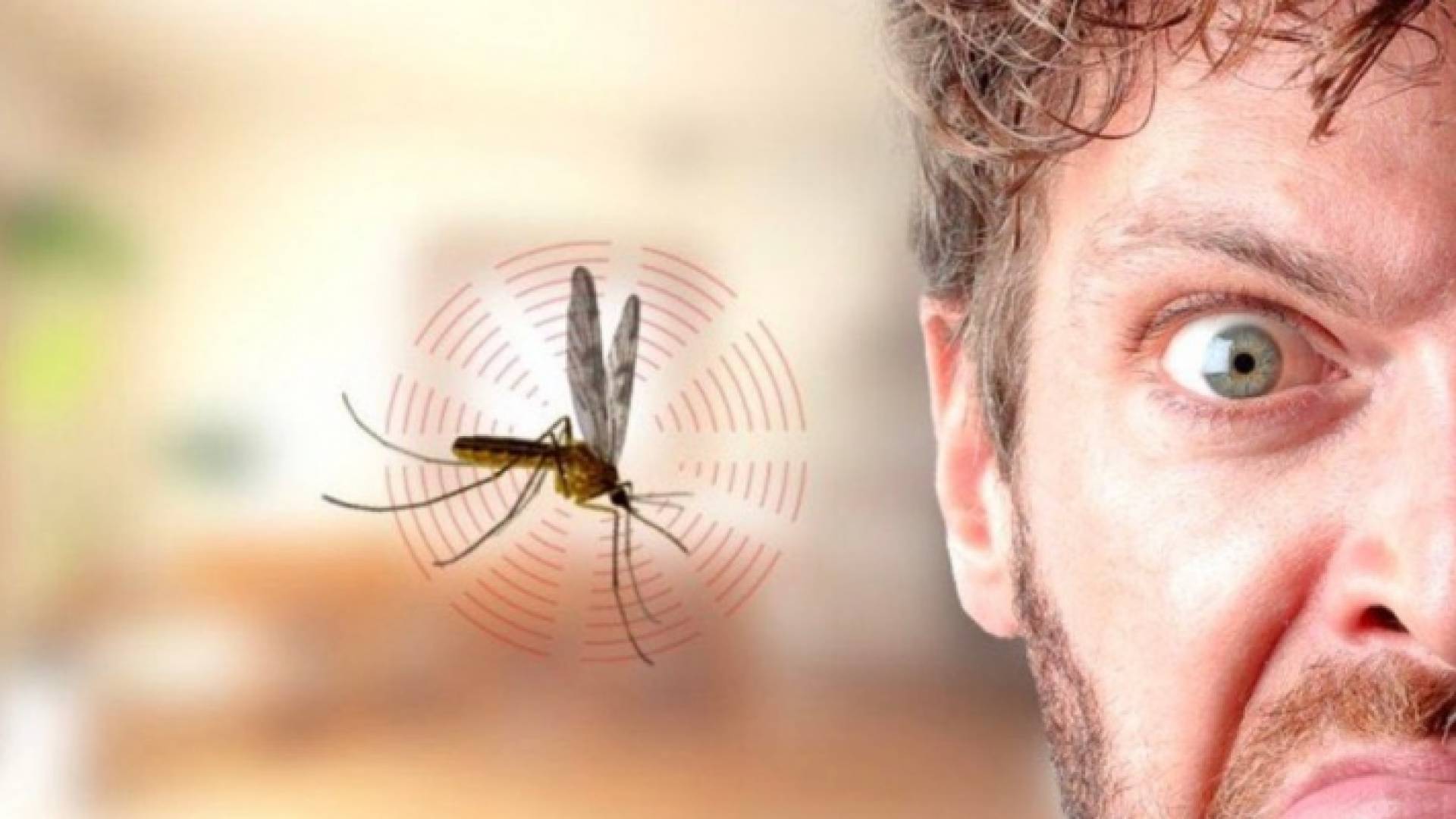 الدراسة أشارت إلى أن ذكور البعوض لا تهتم كثيرا بالبشر