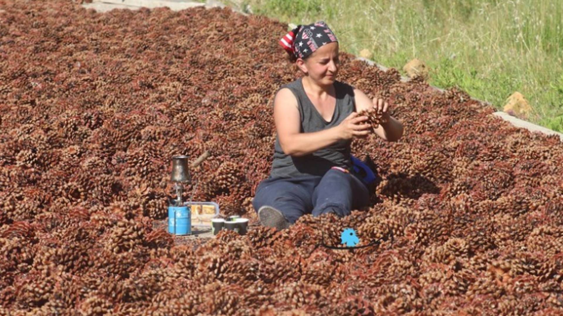 يشكل الصنوبر الذهب الأبيض بالنسبة للبنانيين