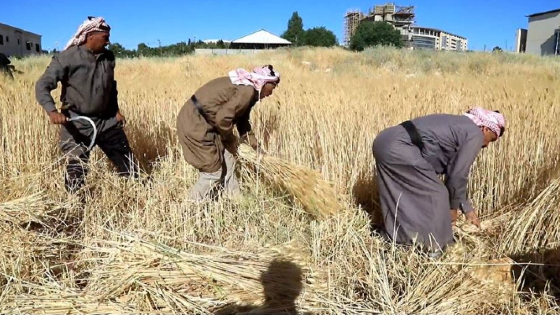 حصادون في عمان يحصدون القمح