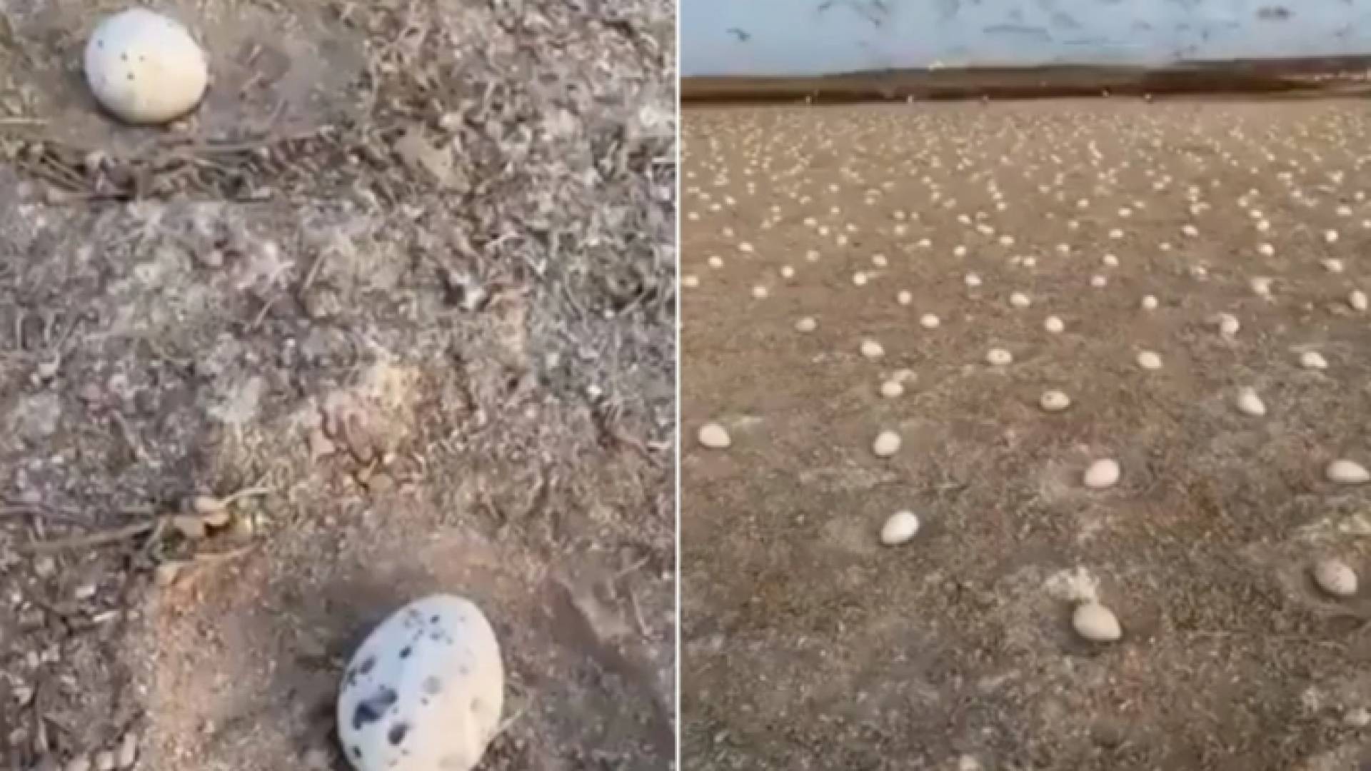 جزيرة كبر في الكويت