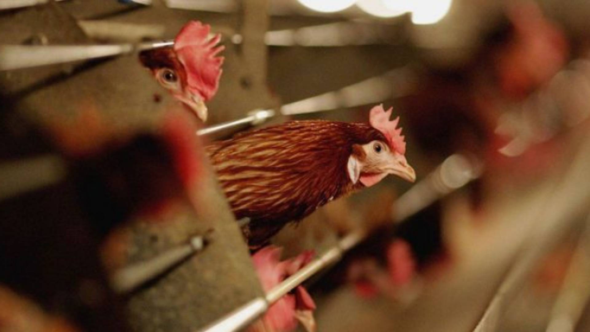 انفلونزا الطيور