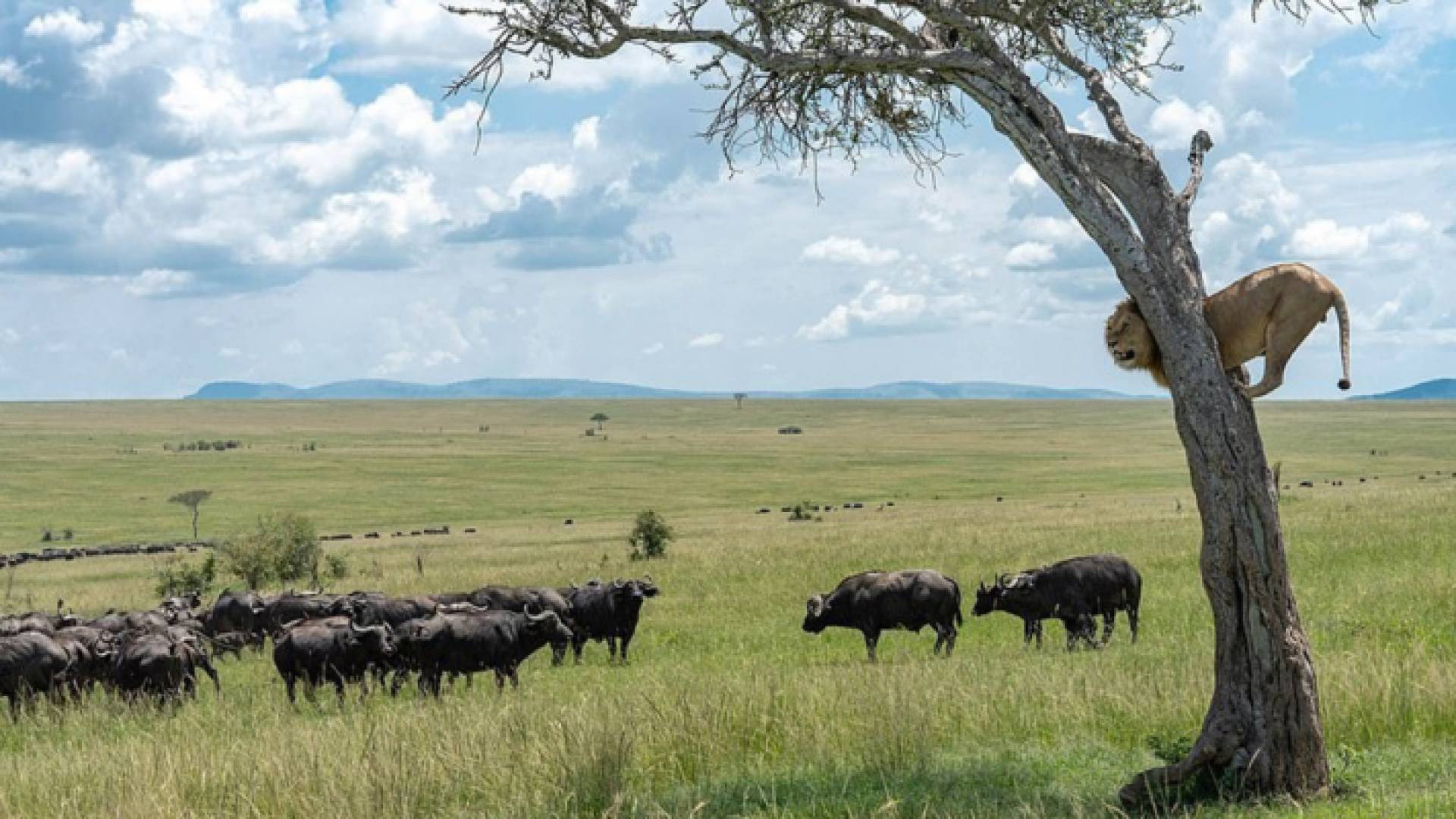 أسد يتخفى أعلى شجرة لساعات مذعورا من قطيع جاموس