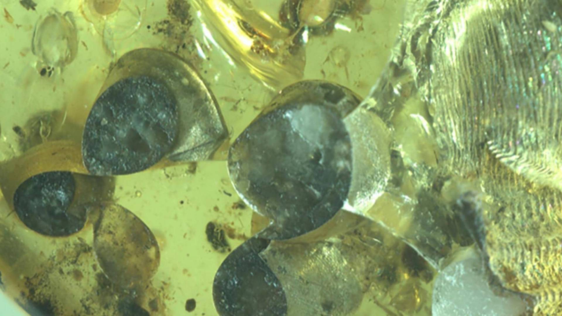 حلزون من العصر الطباشيري