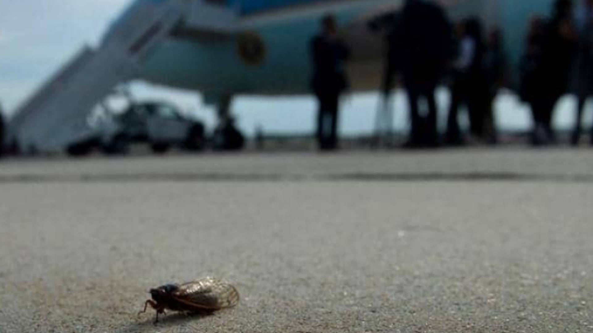 الحشرة التي هاجمت بايدن