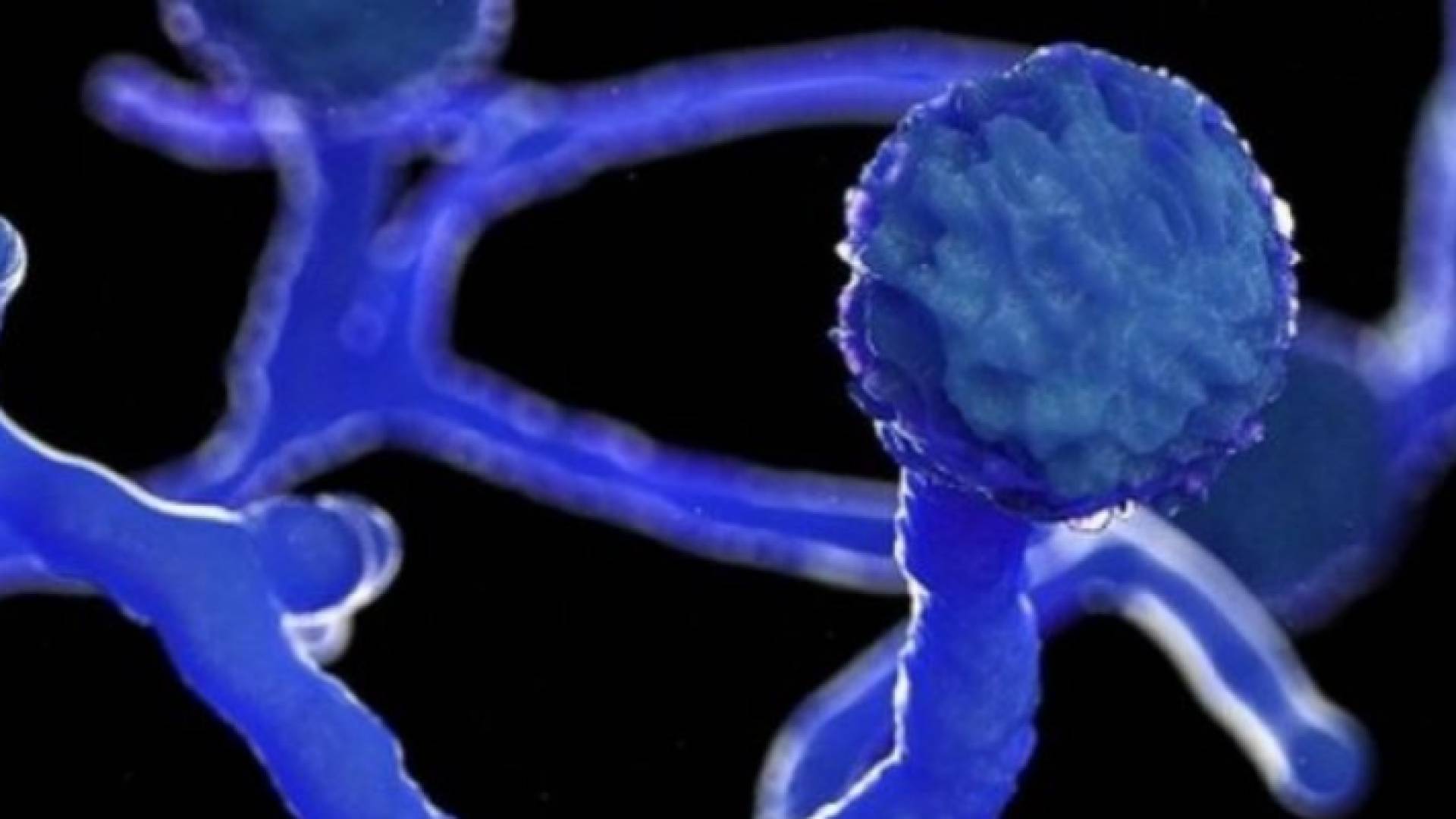 الفطر الأسود - تعبيرية