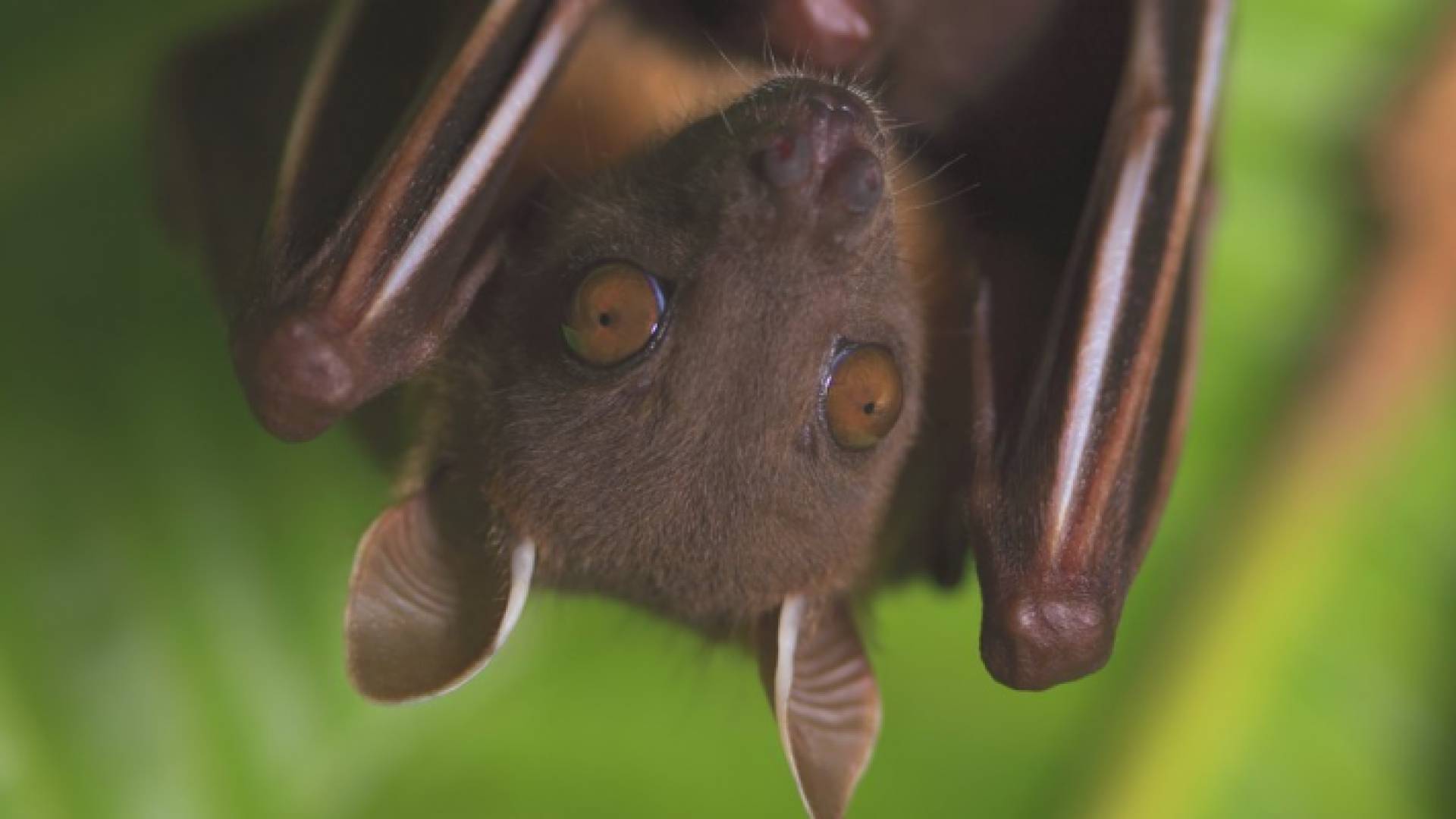 الخفاش - تعبيرية