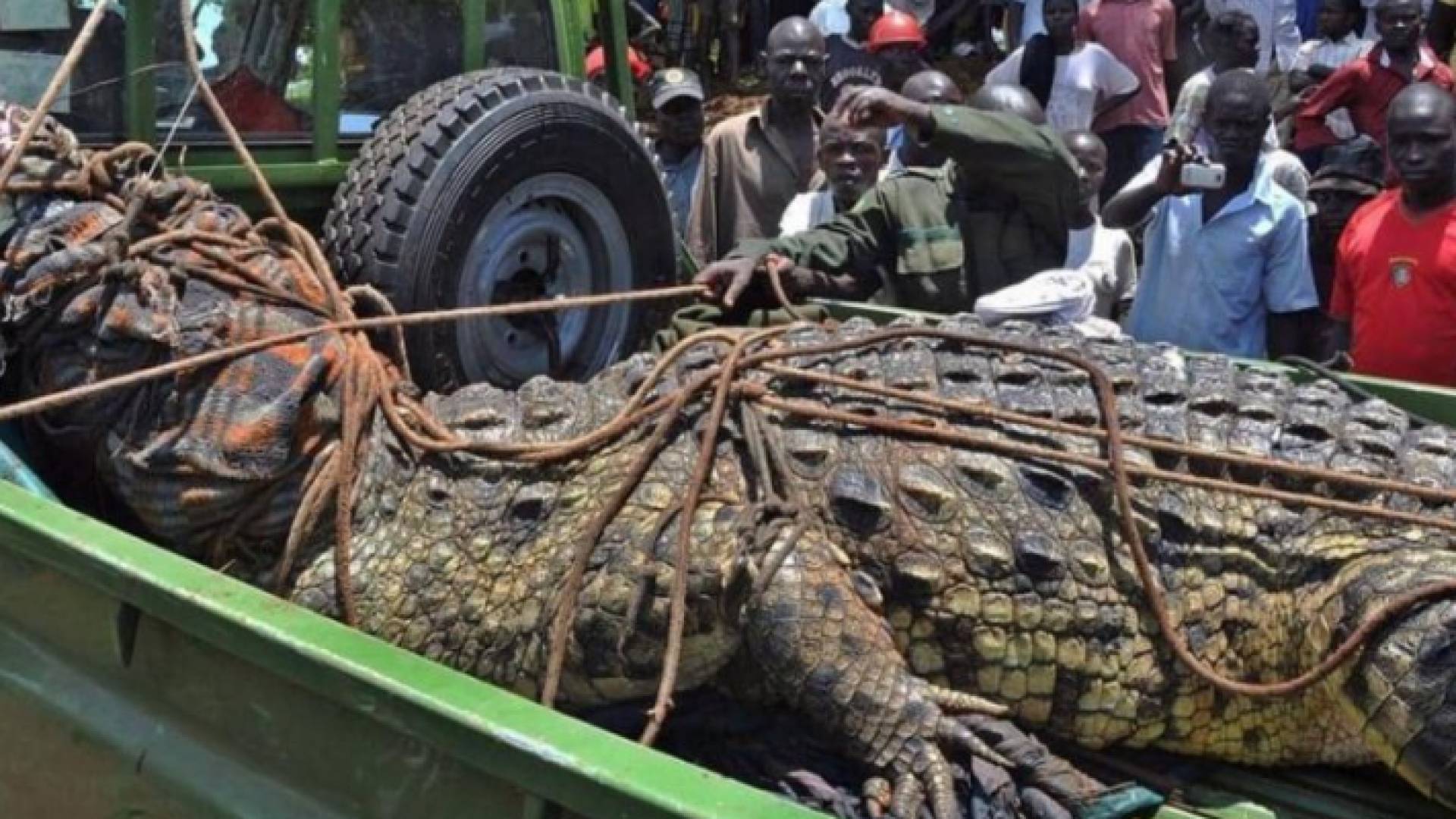 التمساح الملقب بـ"أسامة" لحظة اصطياده