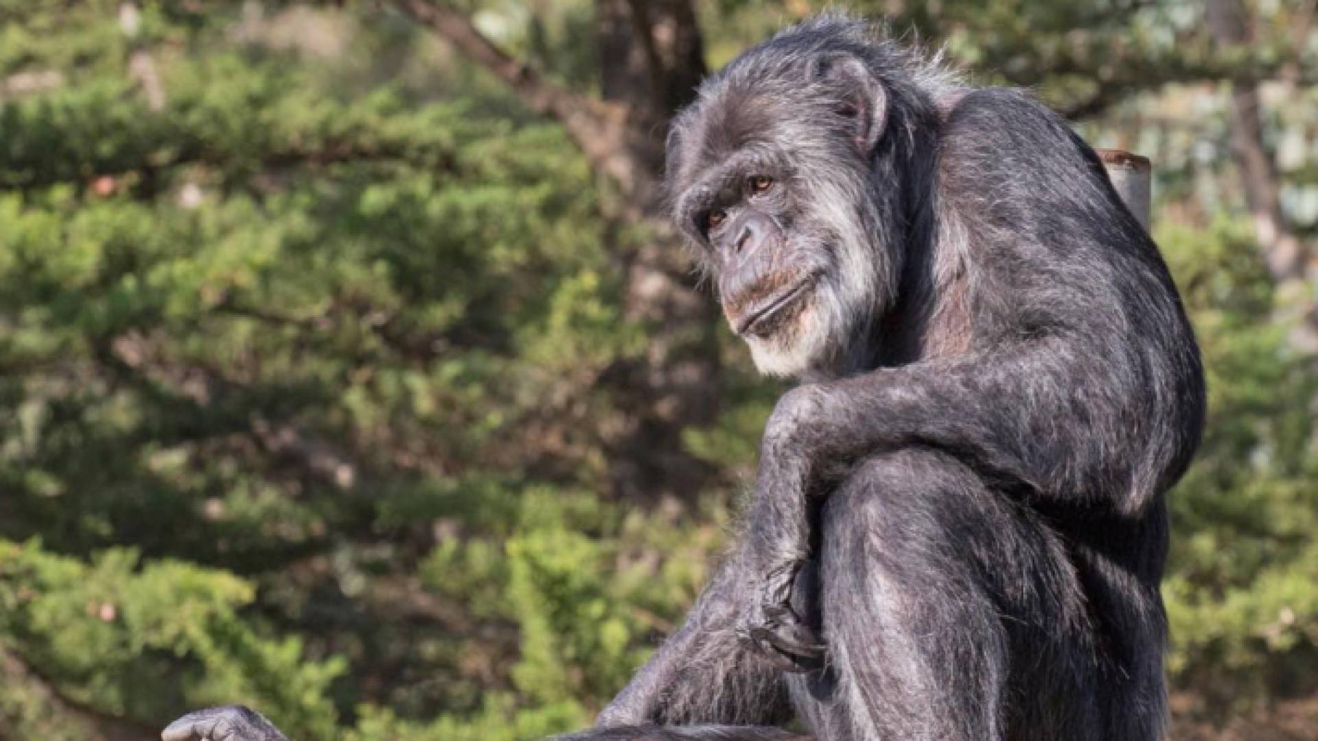 أكبر شمبانزي