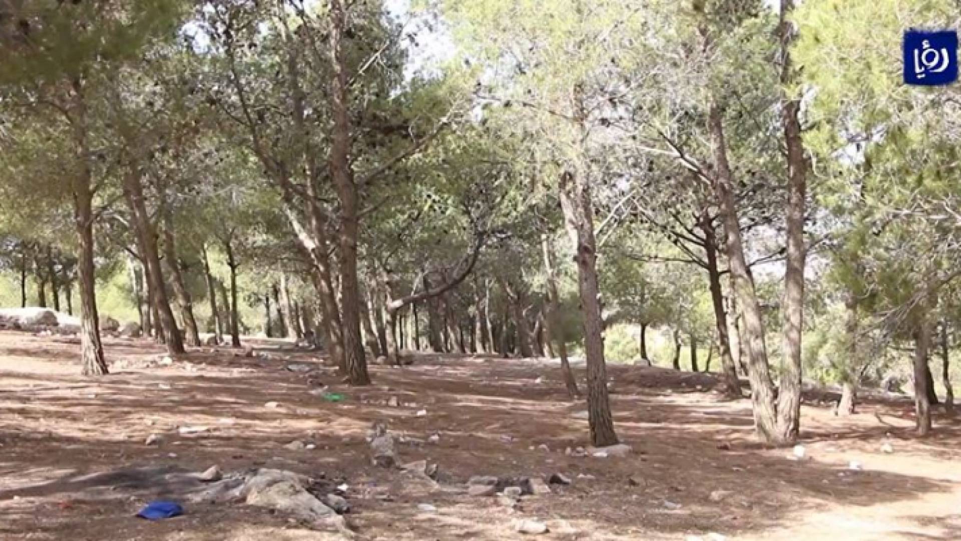 الغابات الحرجية في الطفيلة تعاني الإهمال وتفتقر إلى الخدمات والمرافق